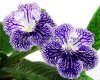 Streptocarpus DEM-VENICE - DEM-VENETSIYA